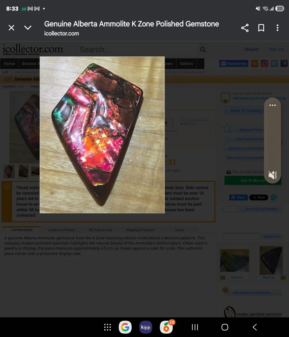 Museum  quality  Ammolite