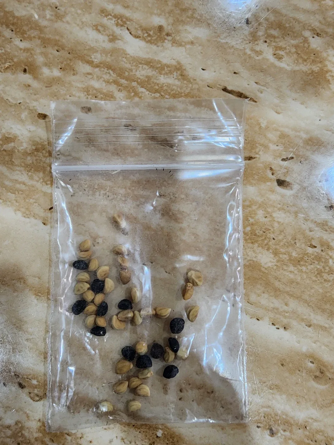 Morning glory seeds image indicator(4)