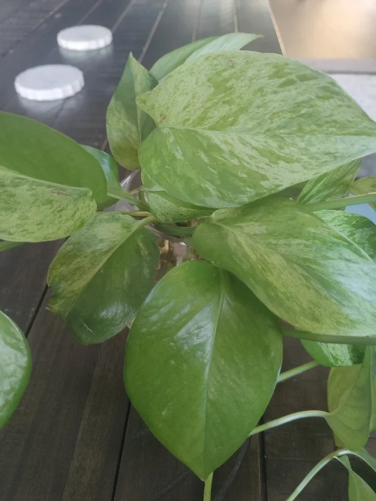 Pothos Plant in Glass Vase image indicator(2)