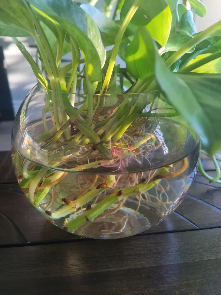 Pothos Plant in Glass Vase image indicator(3)