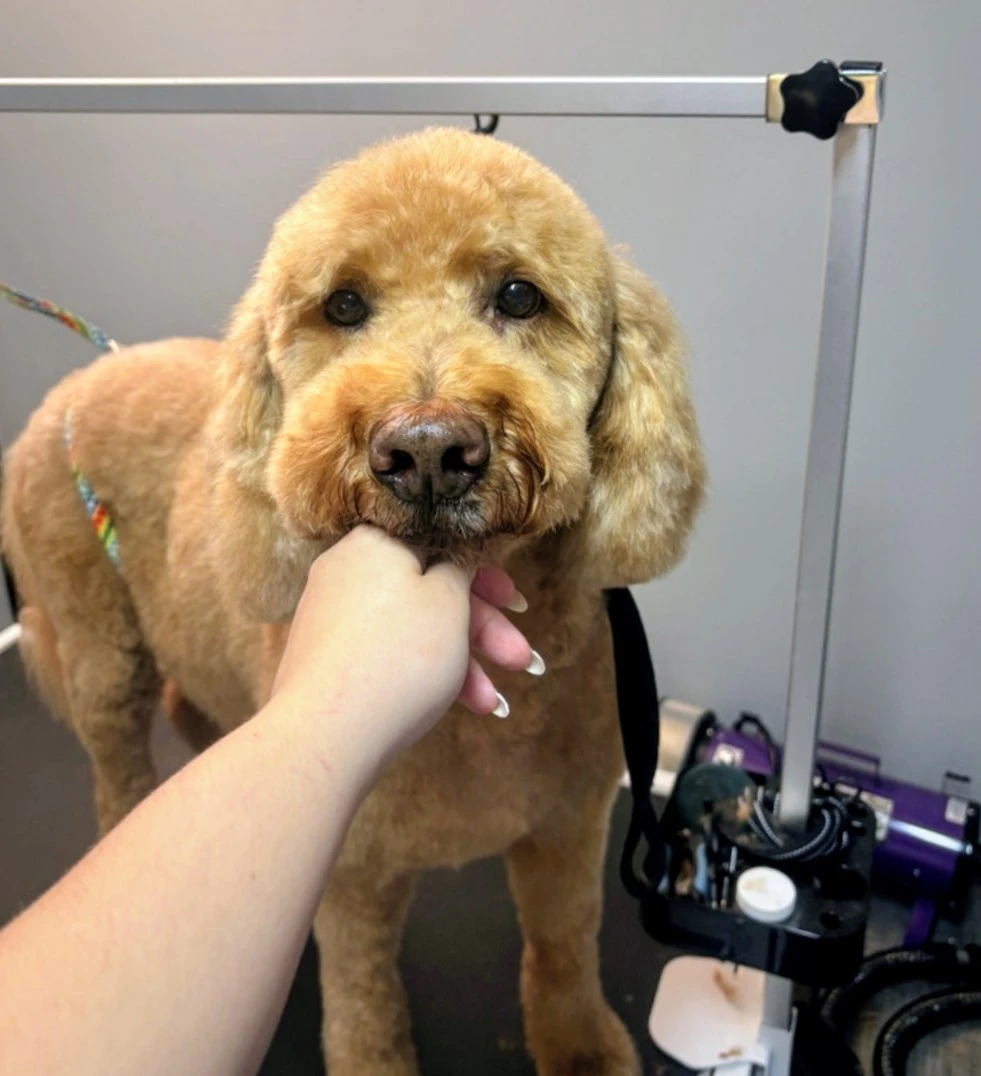 dog grooming 🦴🐶 - photo 3