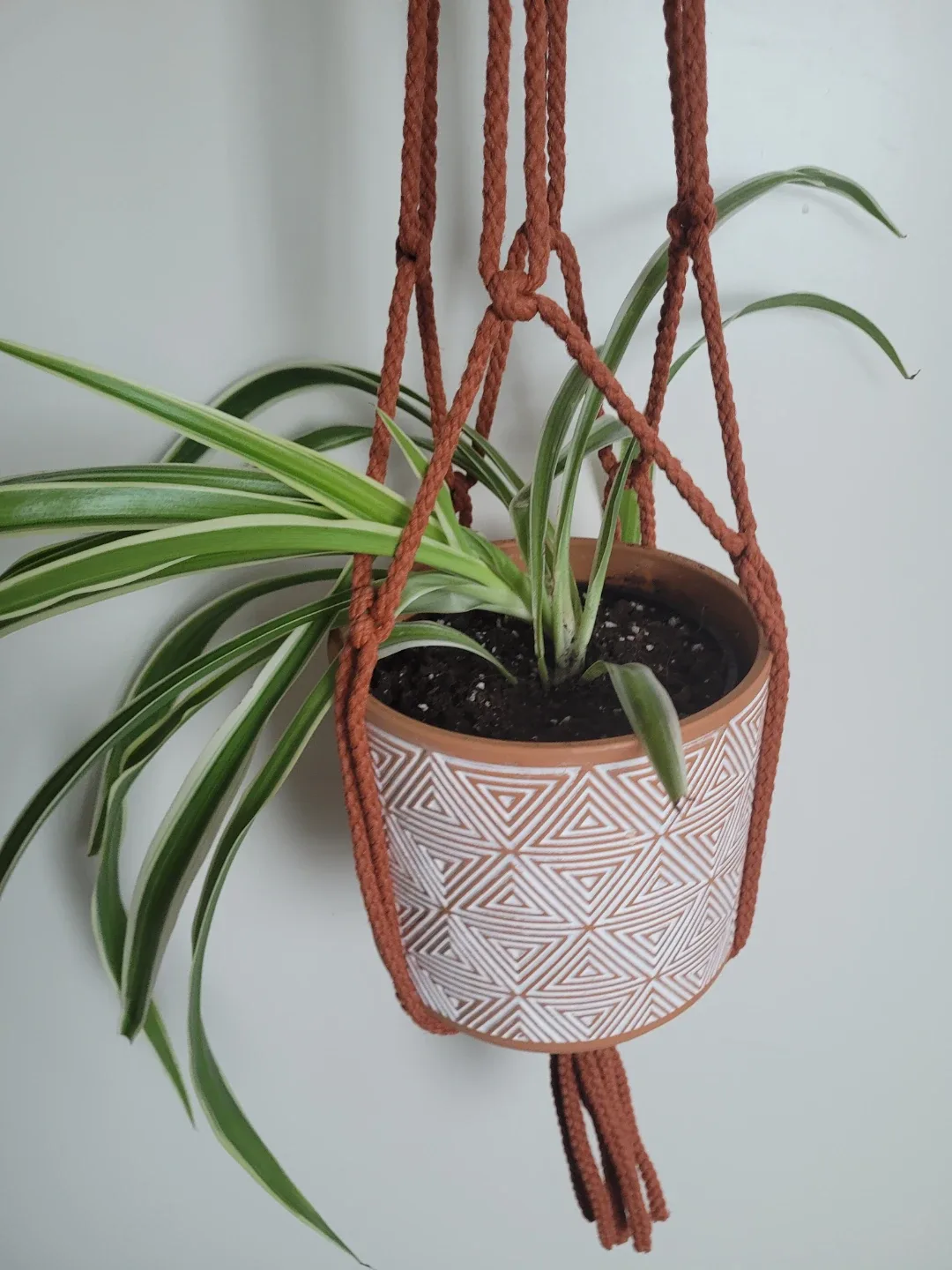 Spider Plant + Macrame Plant Hanger thumbnail
