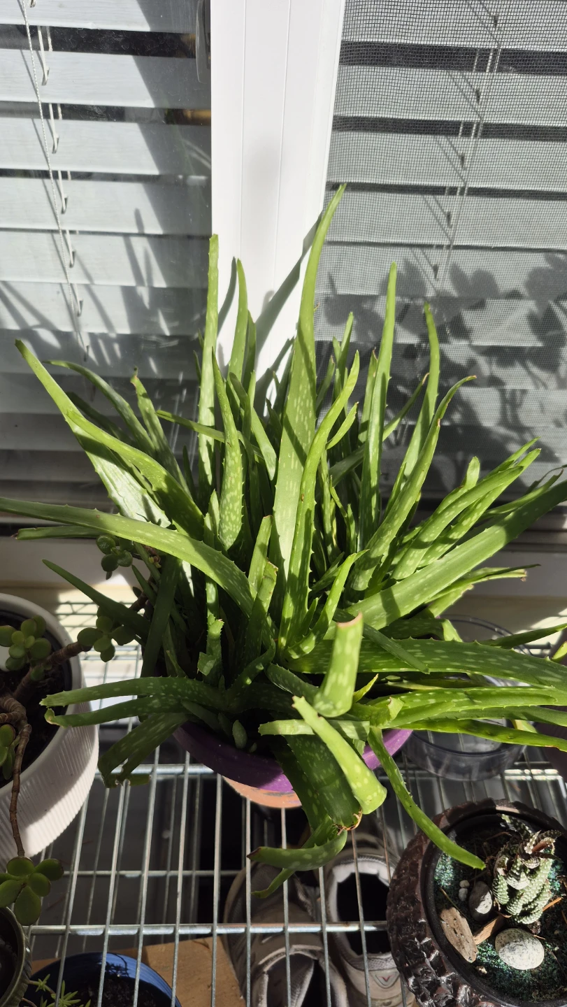 Aloe Vera Plant in Painted Pot - photo 2