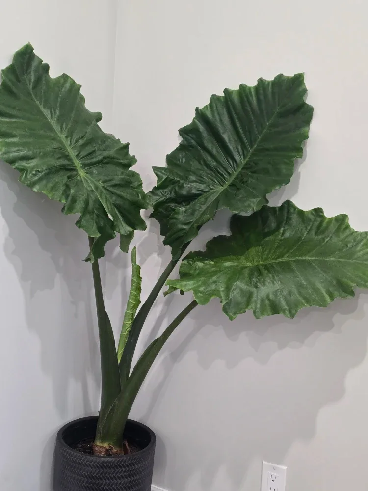 Large  Alocasia Plant in Pot image indicator(2)