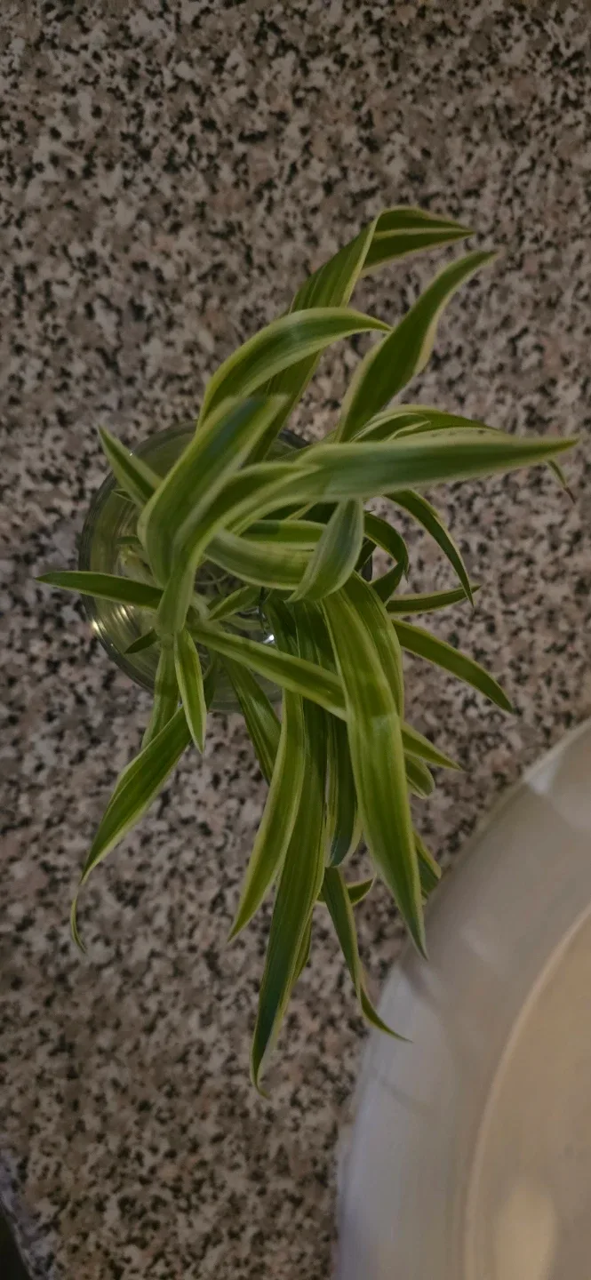 Spider Plant included Glass Vase#🥕 image indicator(2)