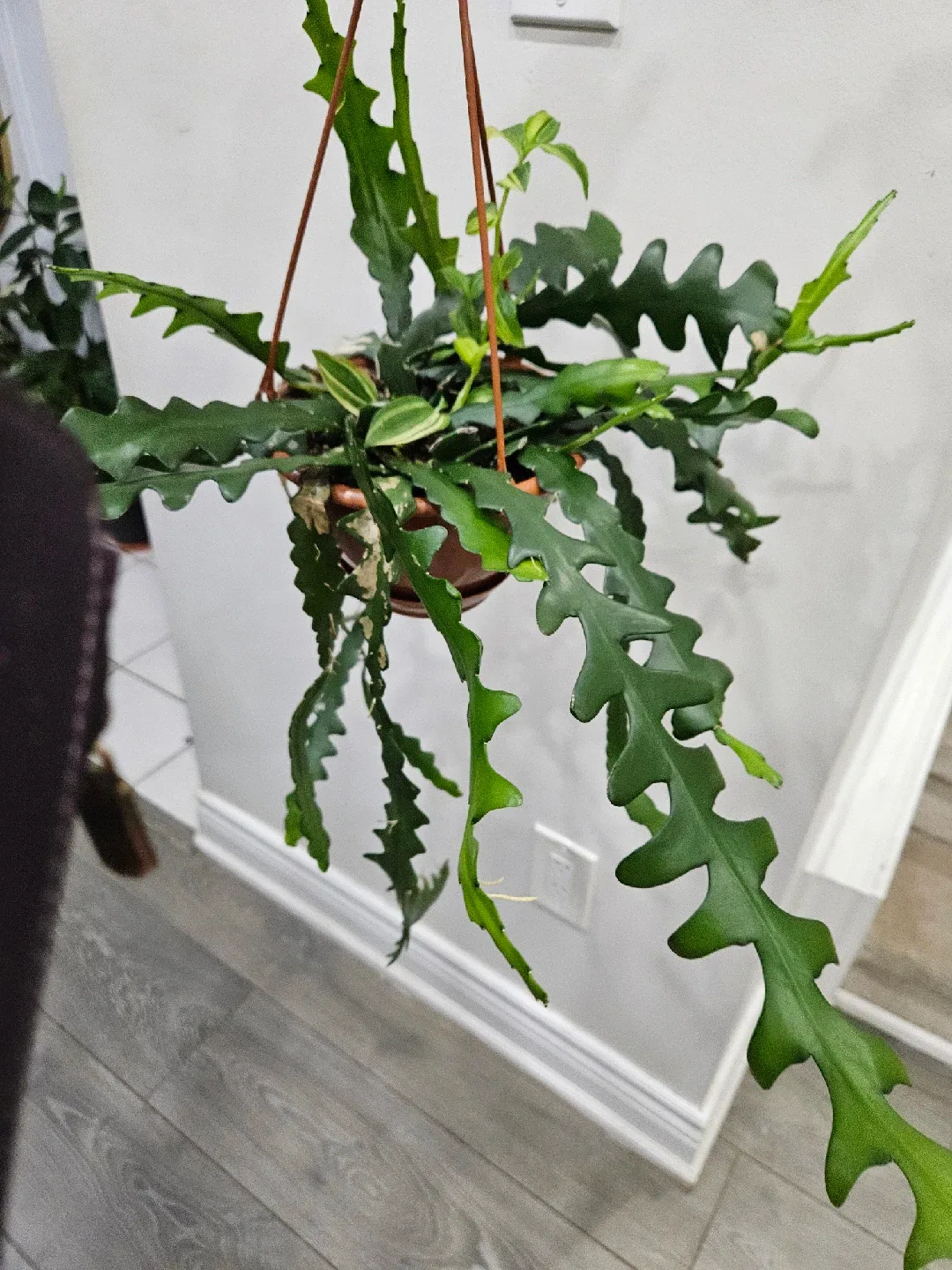 Hanging Fishbone Cactus Plant image indicator(3)