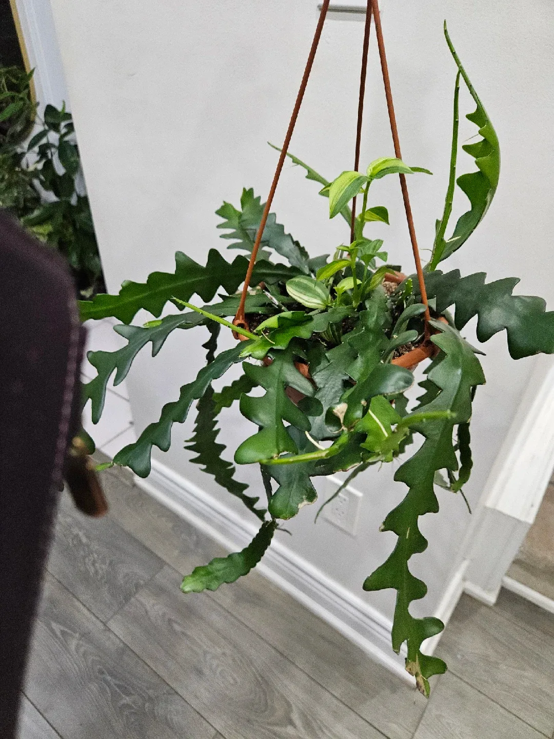 Hanging Fishbone Cactus Plant image indicator(4)