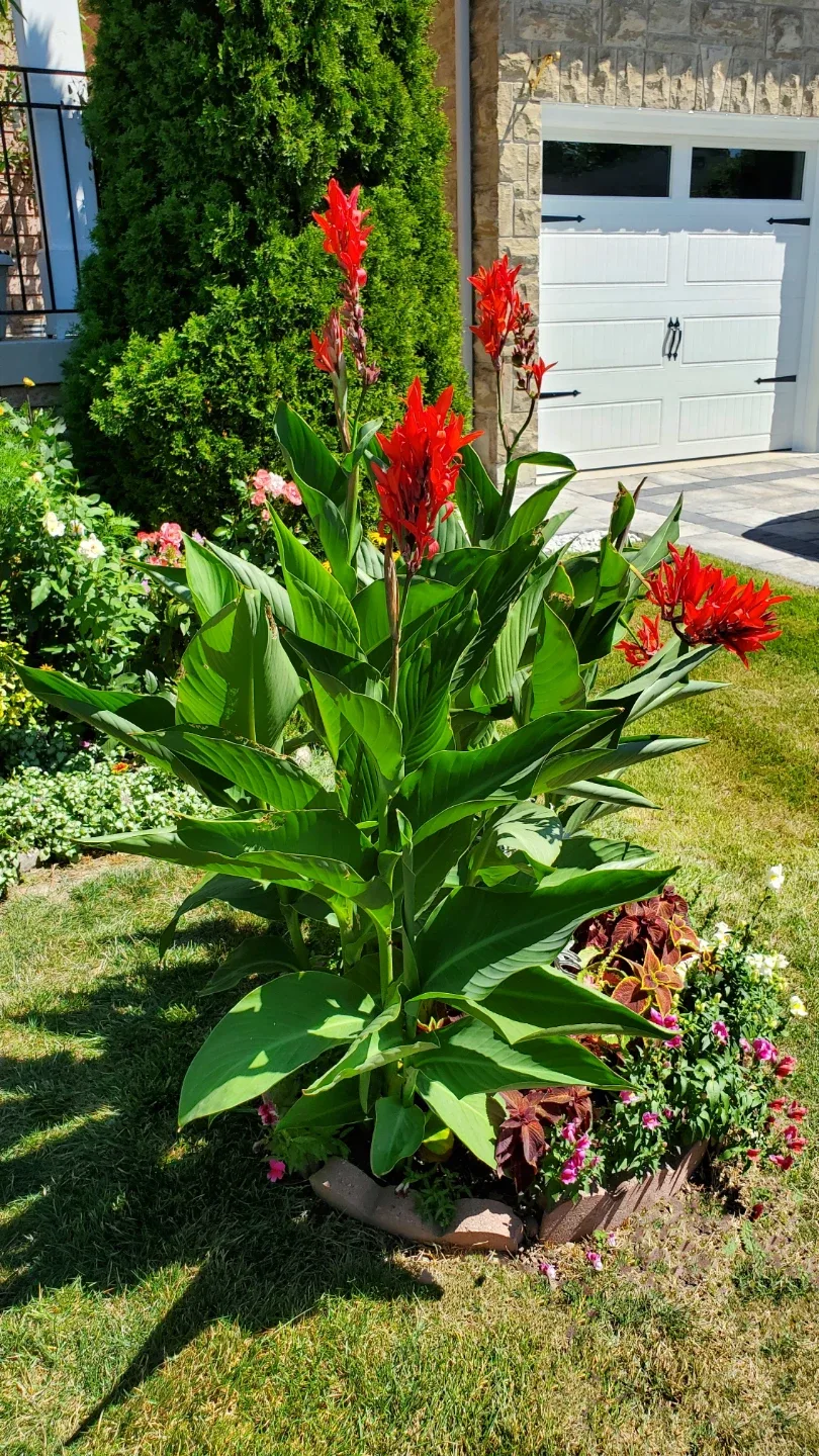 Canna lily roots image indicator(2)