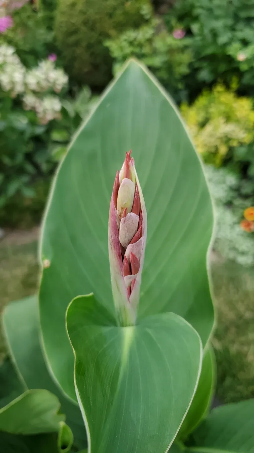 Canna lily roots thumbnail