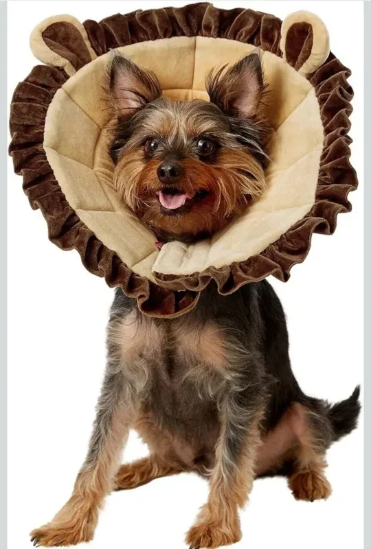 Alfie Pet - Noah Recovery Collar (for Dogs and Cats) ...