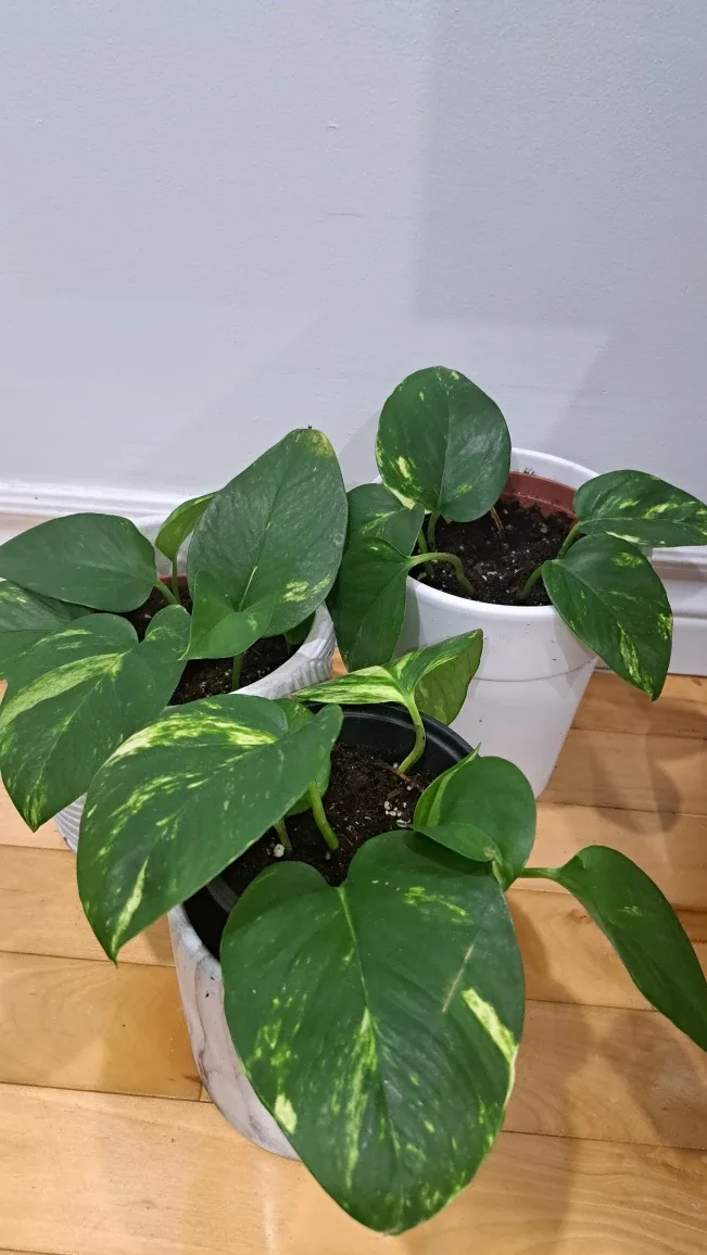 Fresh Potted Golden Pothos Plant