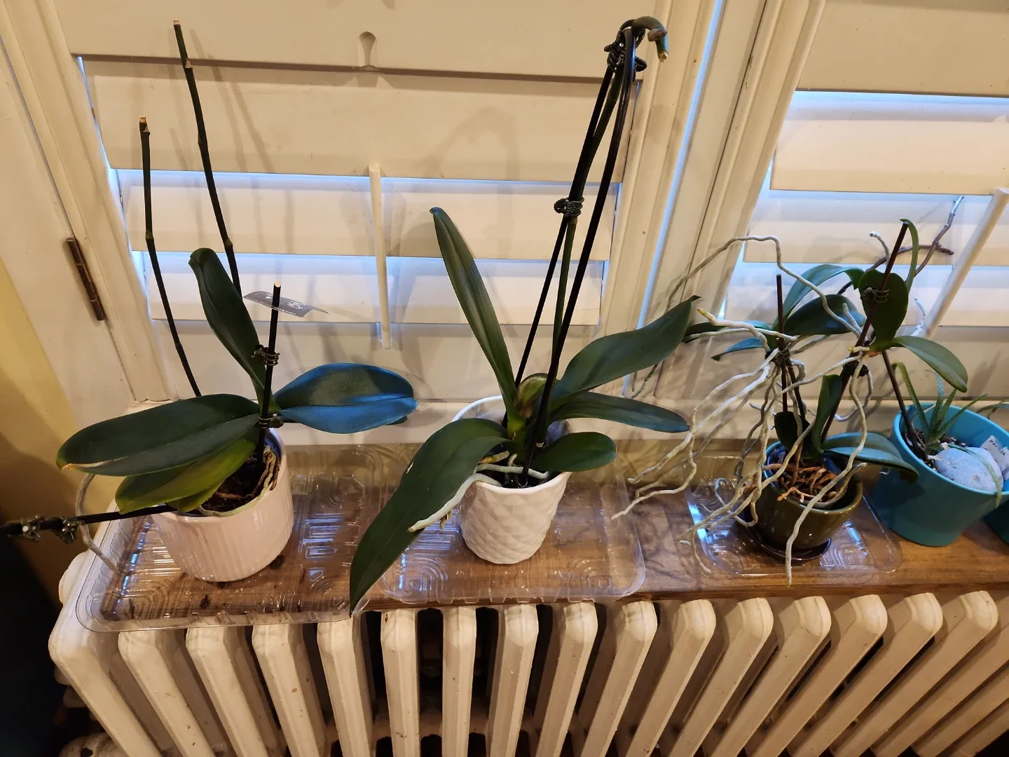 Potted Orchid Plants