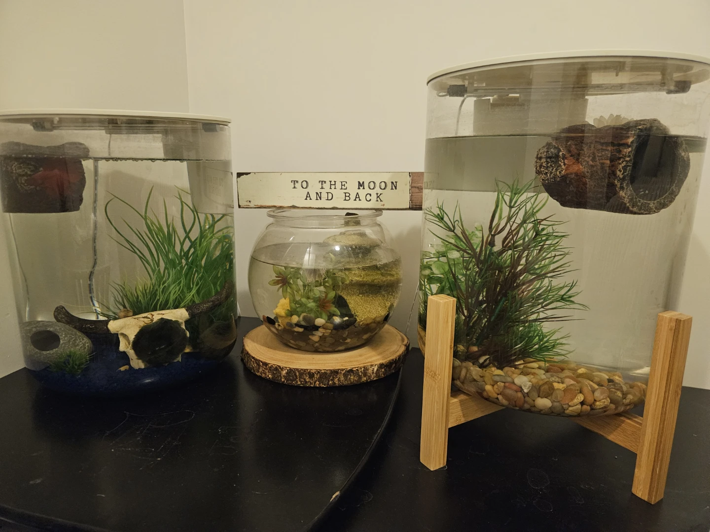 Betta fish