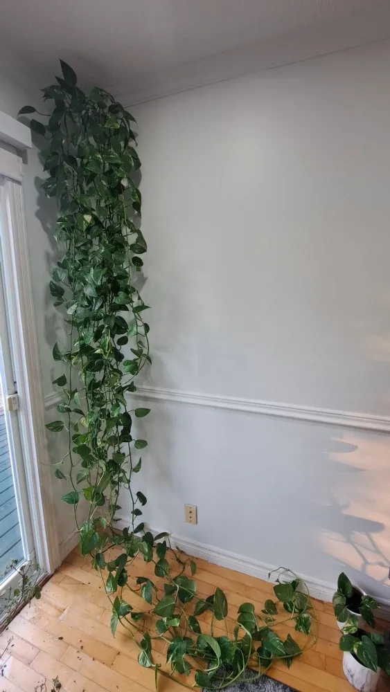 Pothos plant image indicator(2)