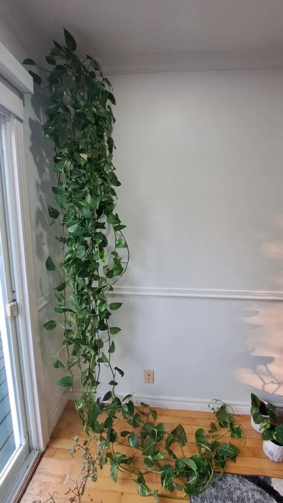 Pothos plant image indicator(3)