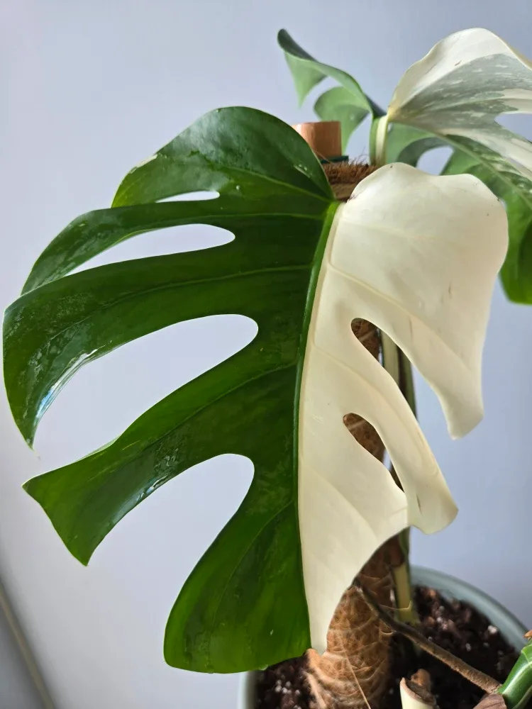 Variegated Monstera Albo