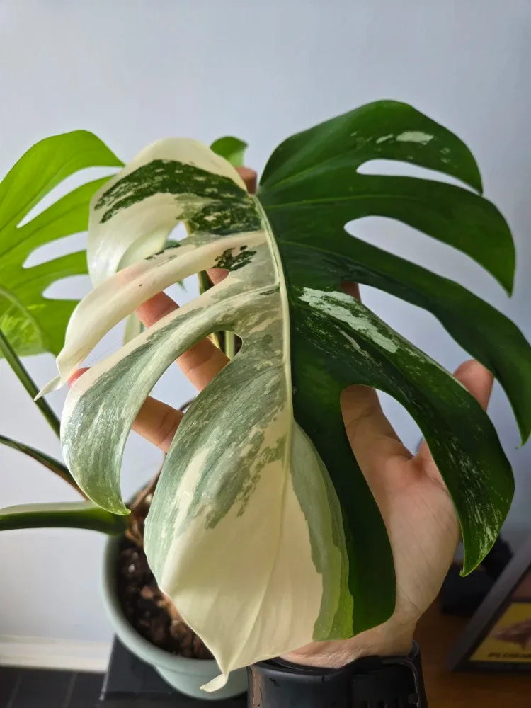 Variegated Monstera Albo image indicator(2)
