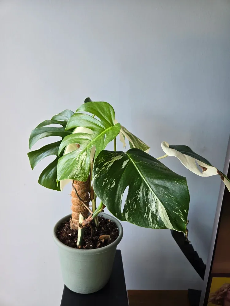 Variegated Monstera Albo image indicator(5)
