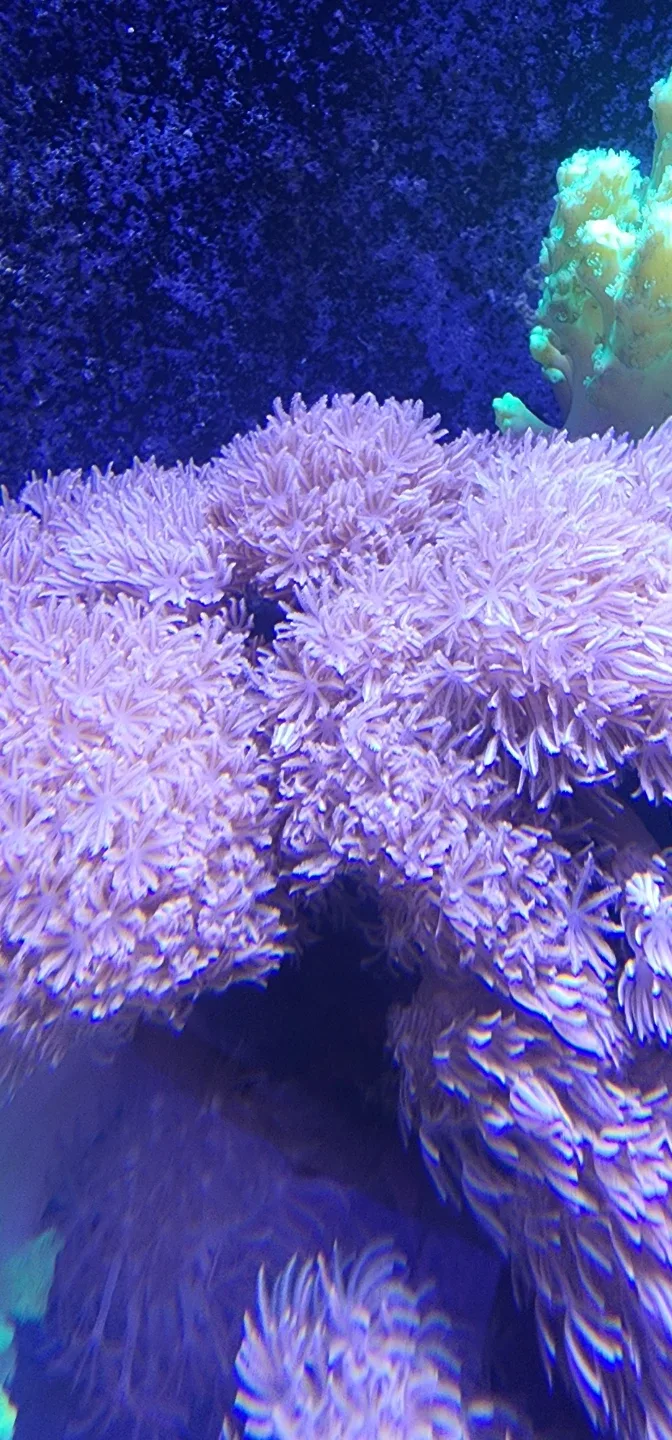 Pink pumping xenia coral aquarium