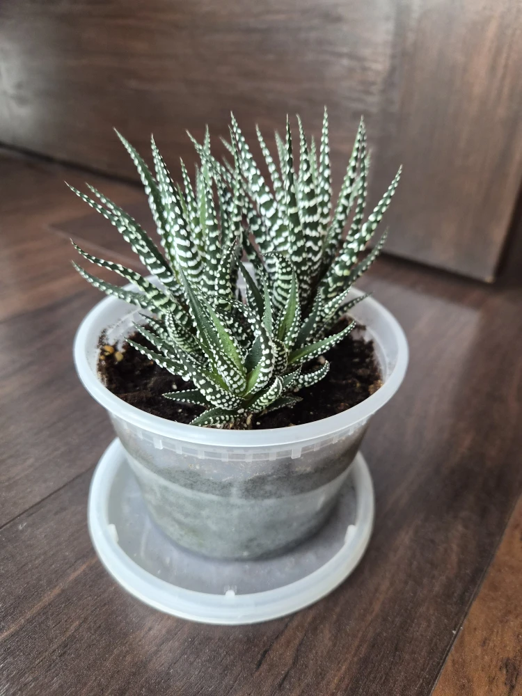 Haworthia Fasciata Succulent Plant