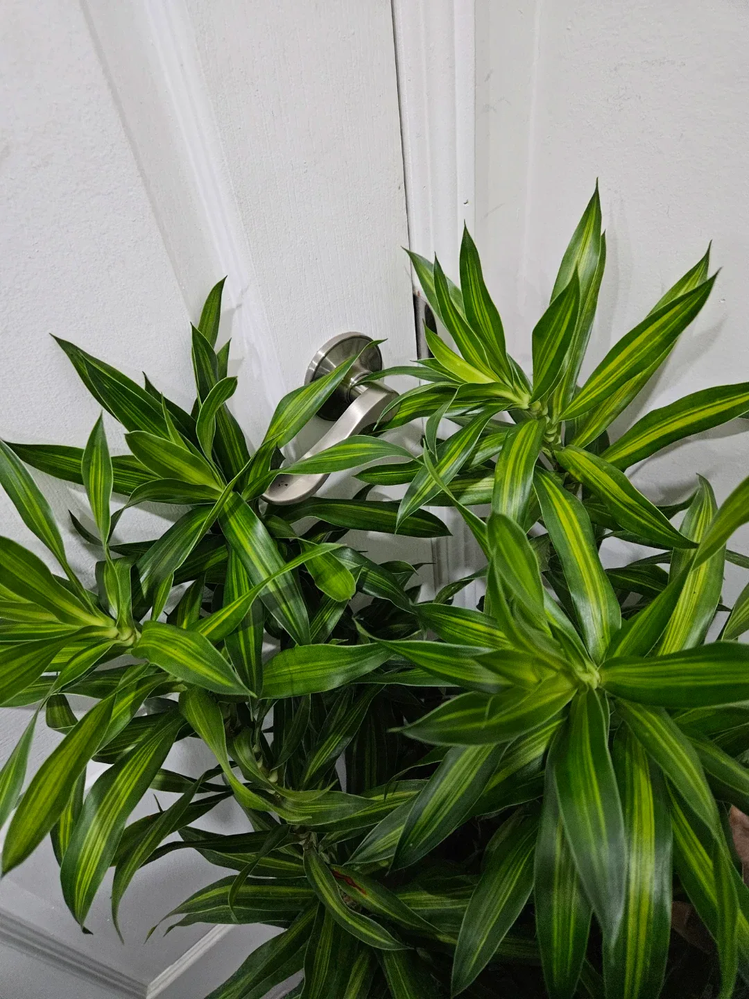 Dracaena plant image indicator(3)
