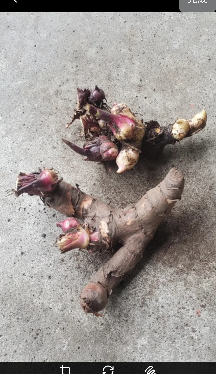 Canna lily roots image indicator(3)