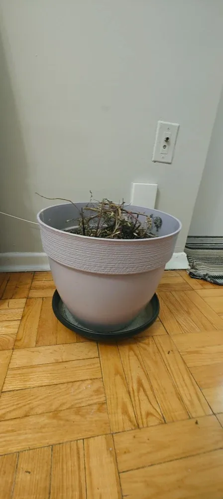 Large Light Purple Plant Pot