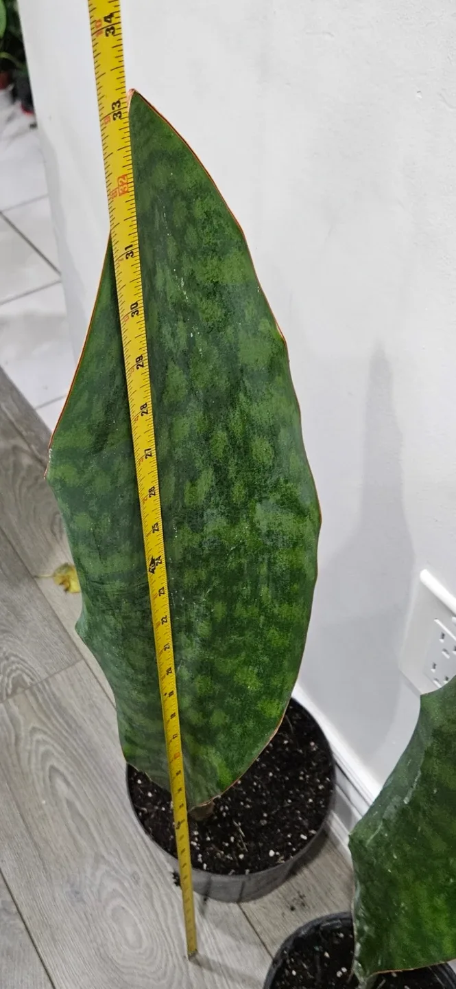 Whale fin sansevieria