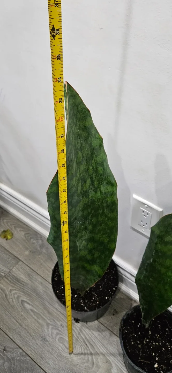Whale fin sansevieria image indicator(2)