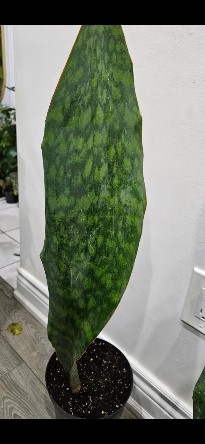 Whale fin sansevieria image indicator(3)