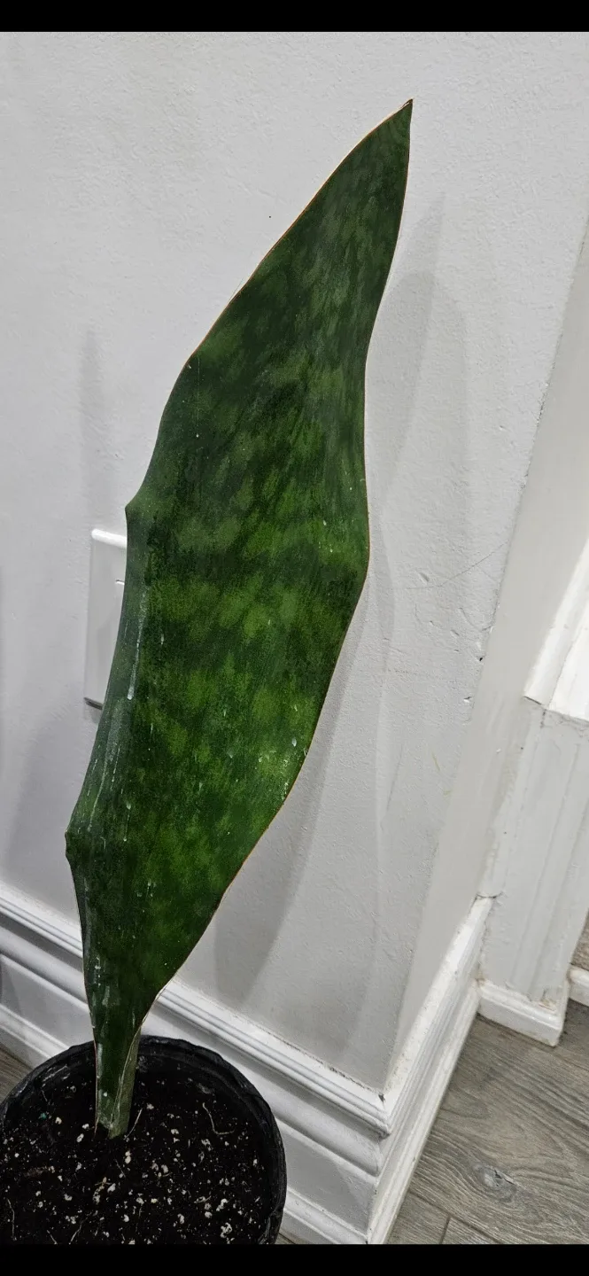 Whale fin sansevieria image indicator(4)