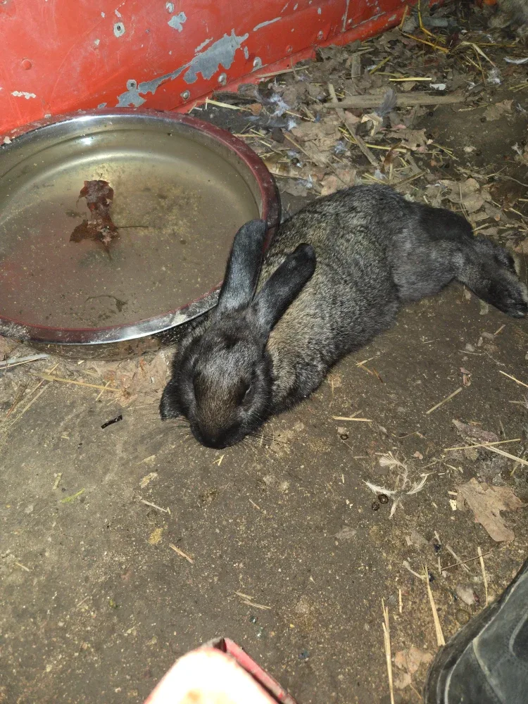Two free rabbits male and female
