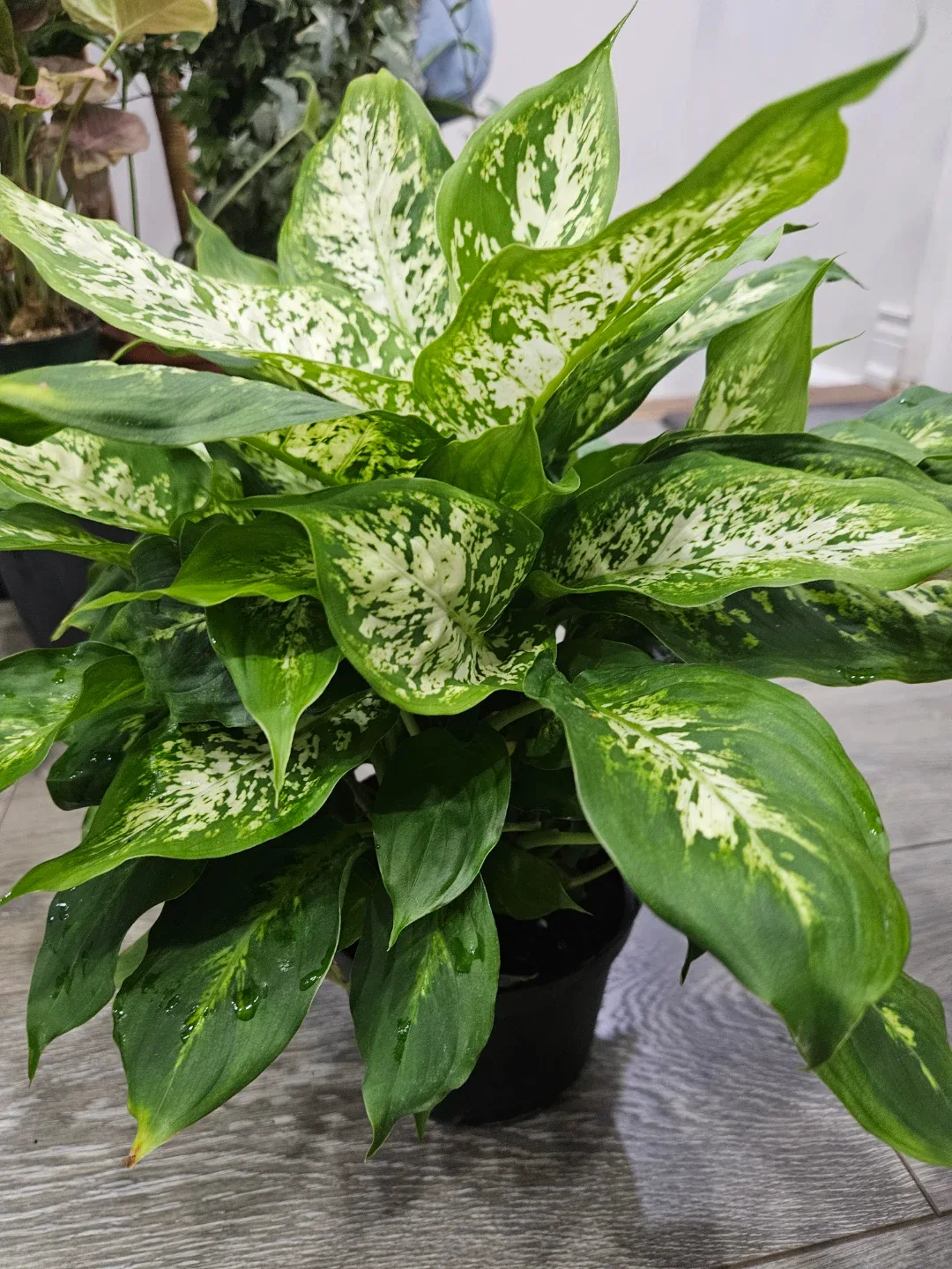 Dieffenbachia Plant in 6"pot image indicator(2)