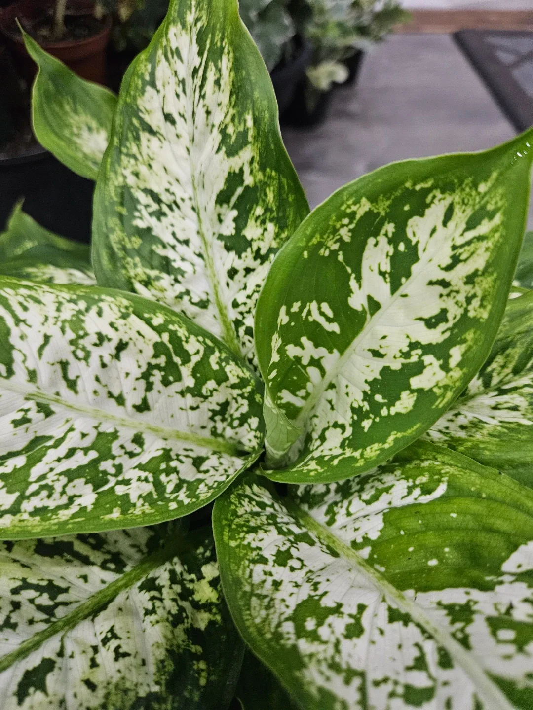 Dieffenbachia Plant in 6"pot image indicator(5)