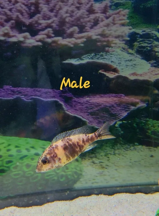 African Cichlids image indicator(2)