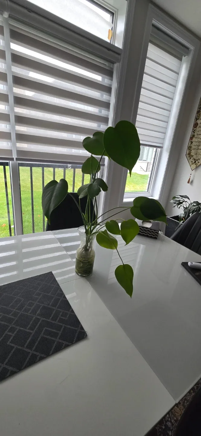 Monstera Plant in Glass Vase