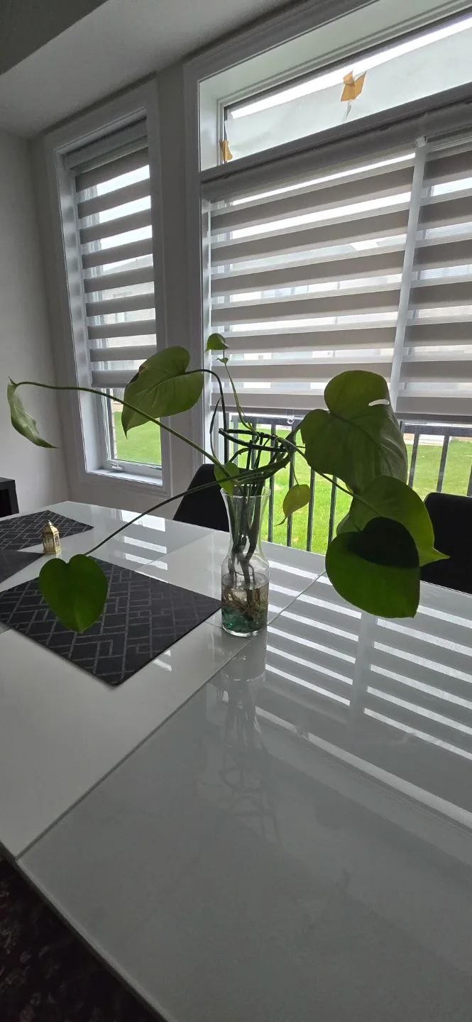 Monstera Plant in Glass Vase image indicator(3)