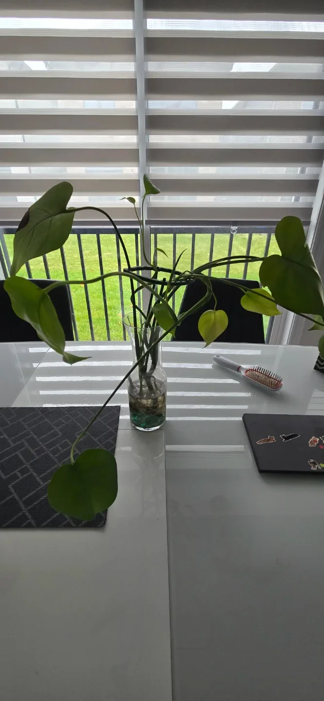 Monstera Plant in Glass Vase image indicator(4)