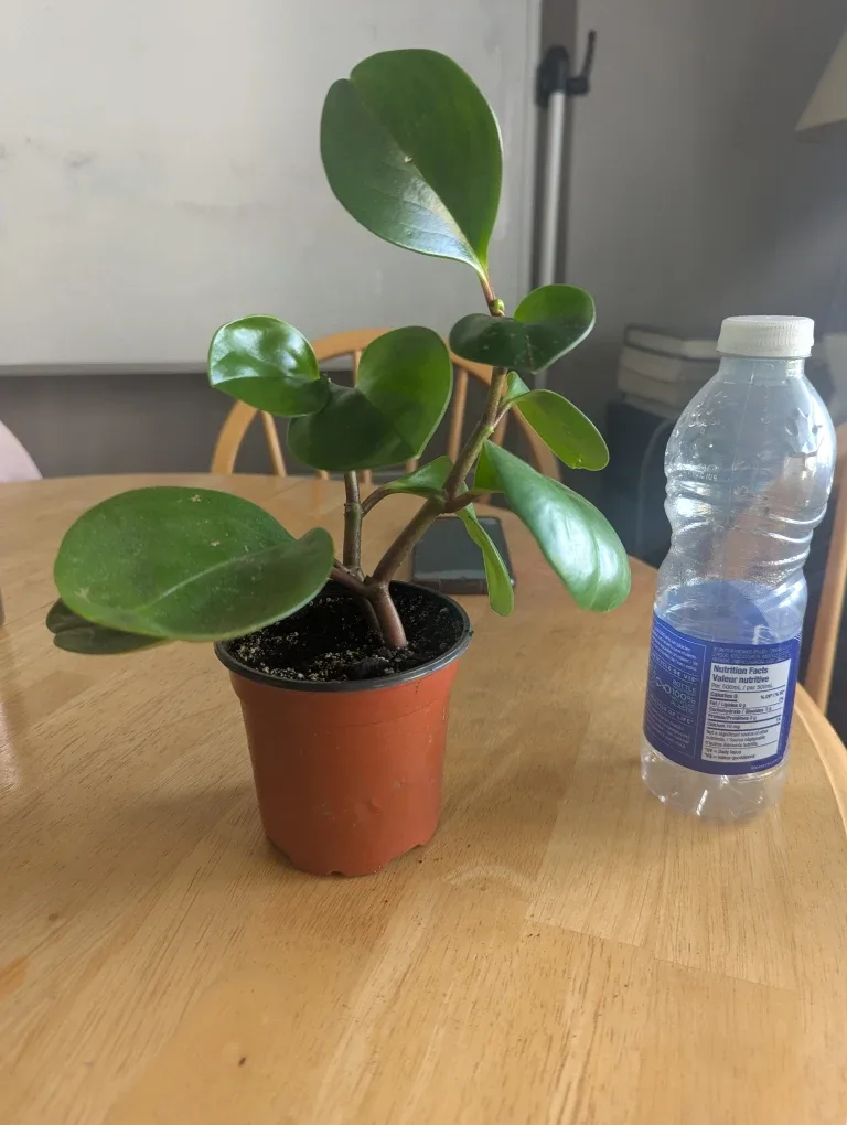 Peperomia Plant/ baby rubber plant