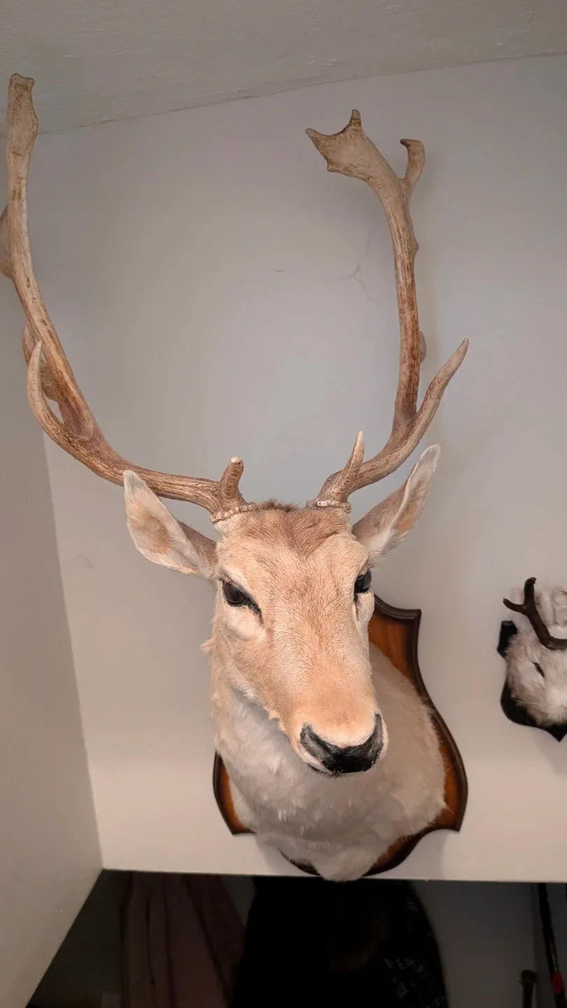 Deer head mounted