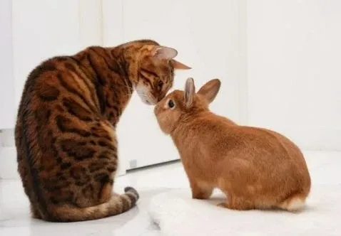 Pet boarding and sitting service