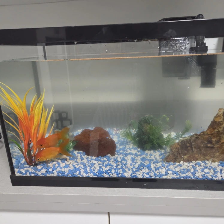2 Gold fishes - Free.