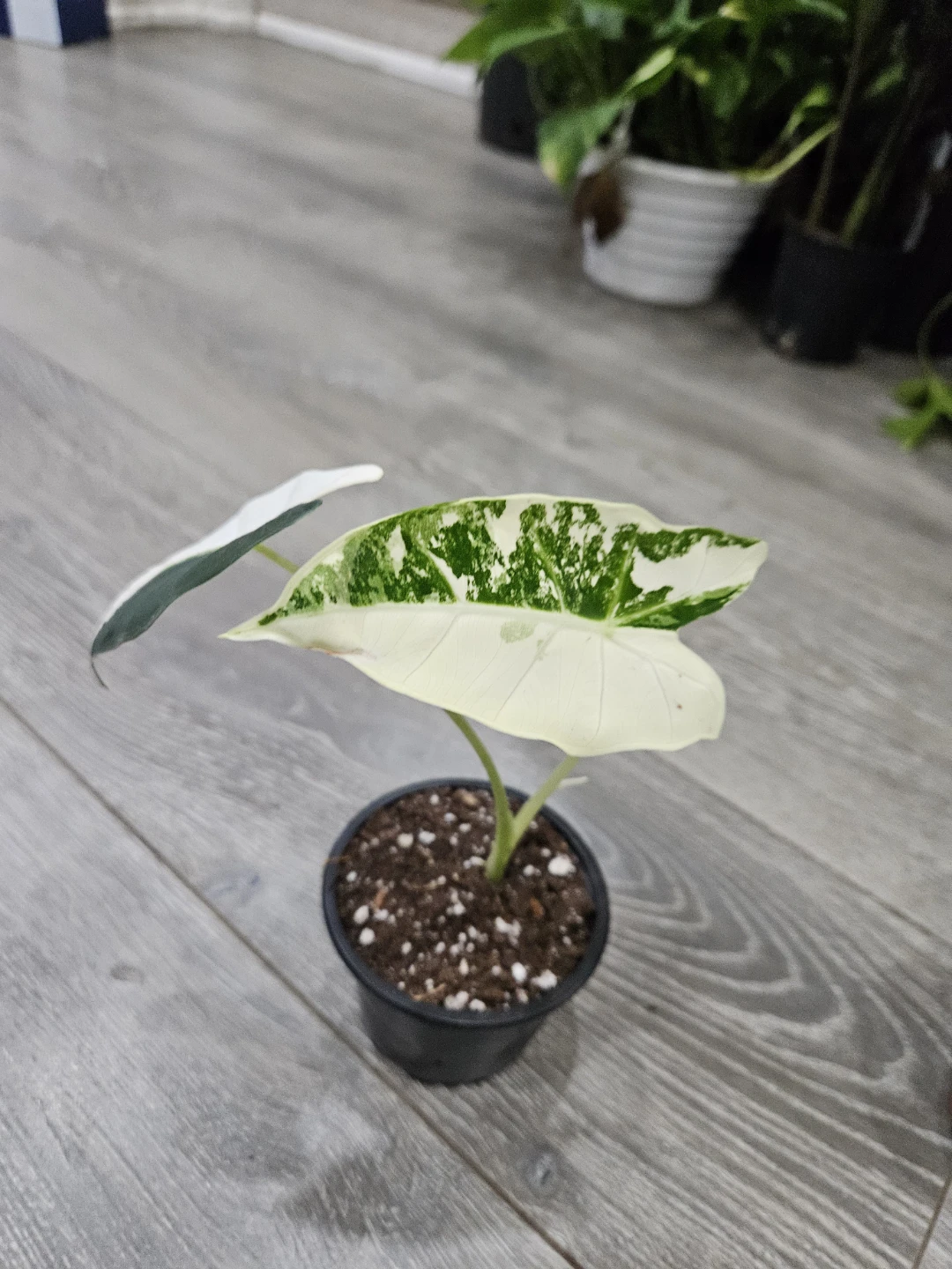 Alocasia  Variegata Plant - photo 4