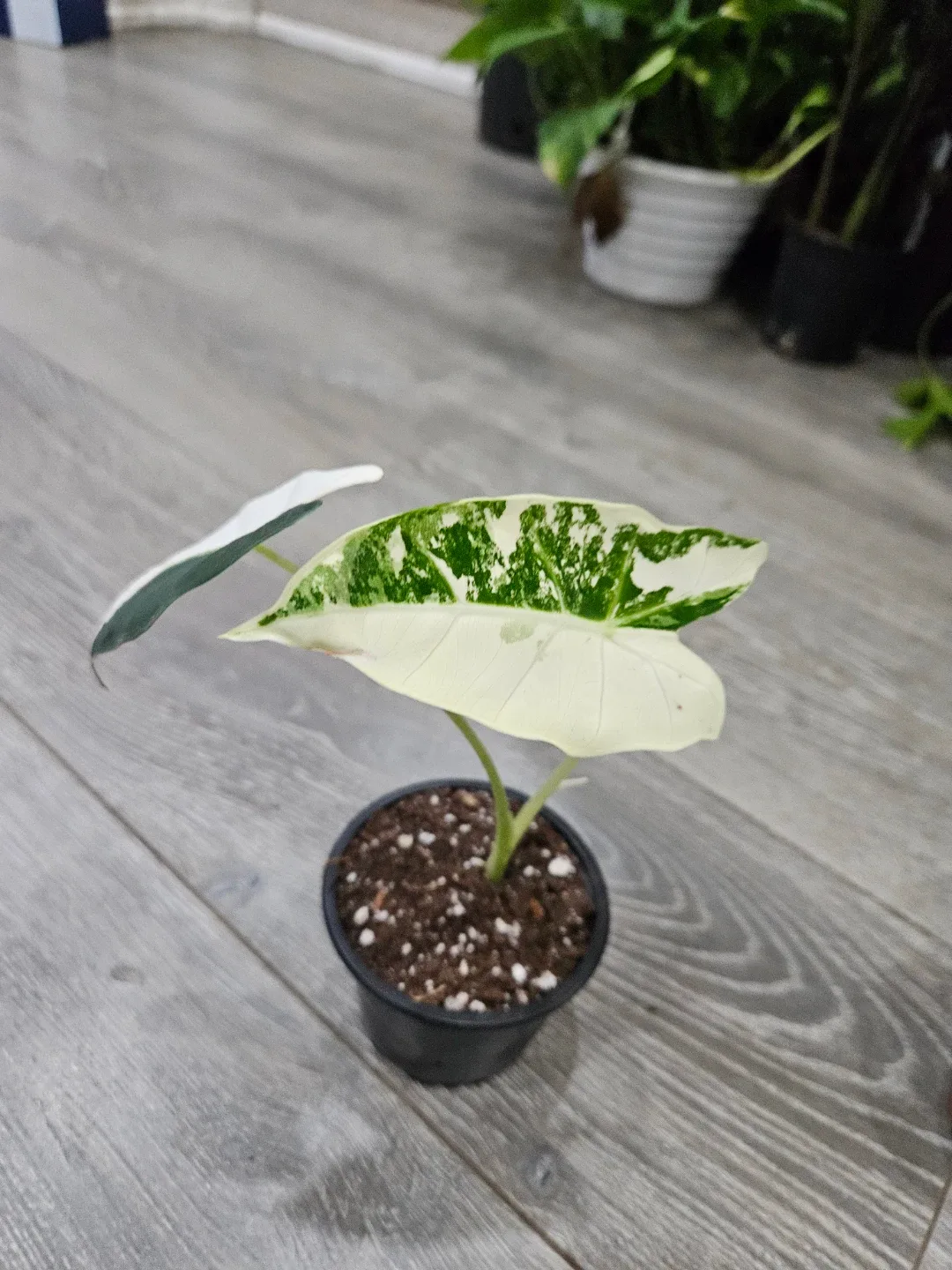 Alocasia  Variegata Plant image indicator(4)