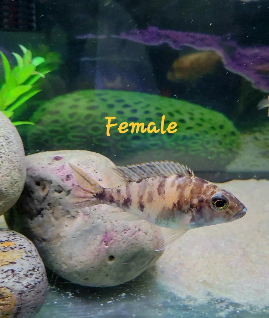 African Cichlids image indicator(4)