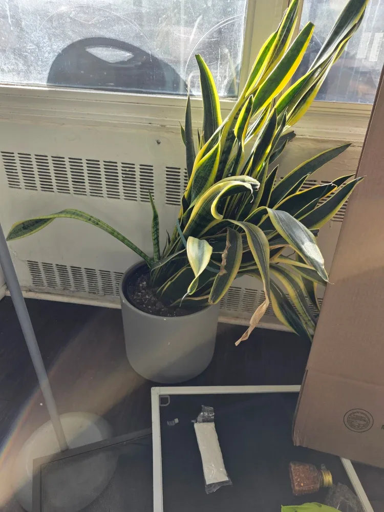 URGENT*Snake Plant in Grey Pot