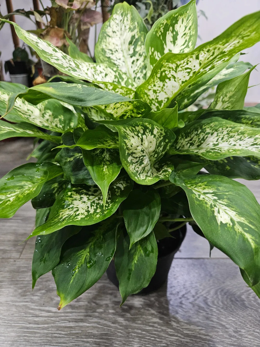 Dieffenbachia Plant in 6"pot image indicator(3)