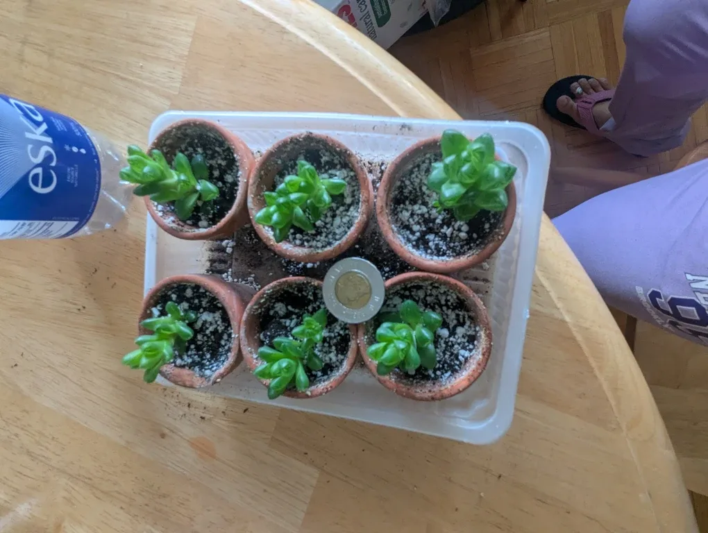 Succulent Seedlings in Clay Pots