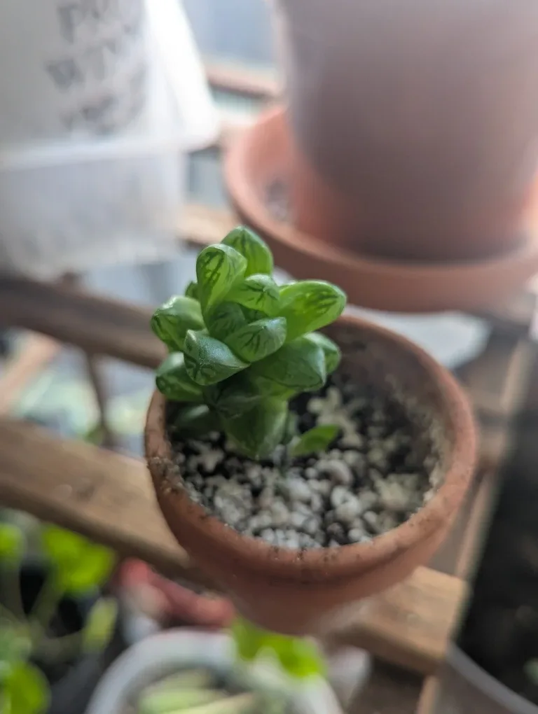 Succulent Seedlings in Clay Pots image indicator(2)