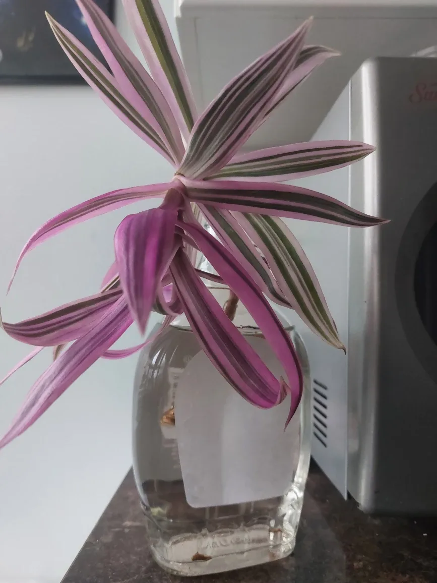 Tradescantia Rhoeo cutting